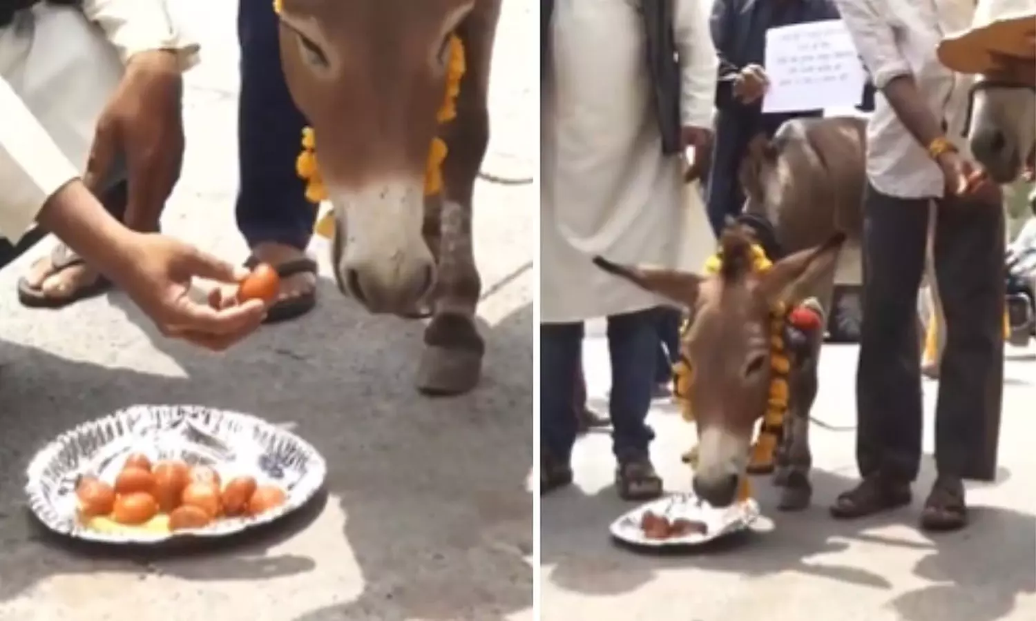 donkeys-gulab-jamun donkeys-gulab-jamun
