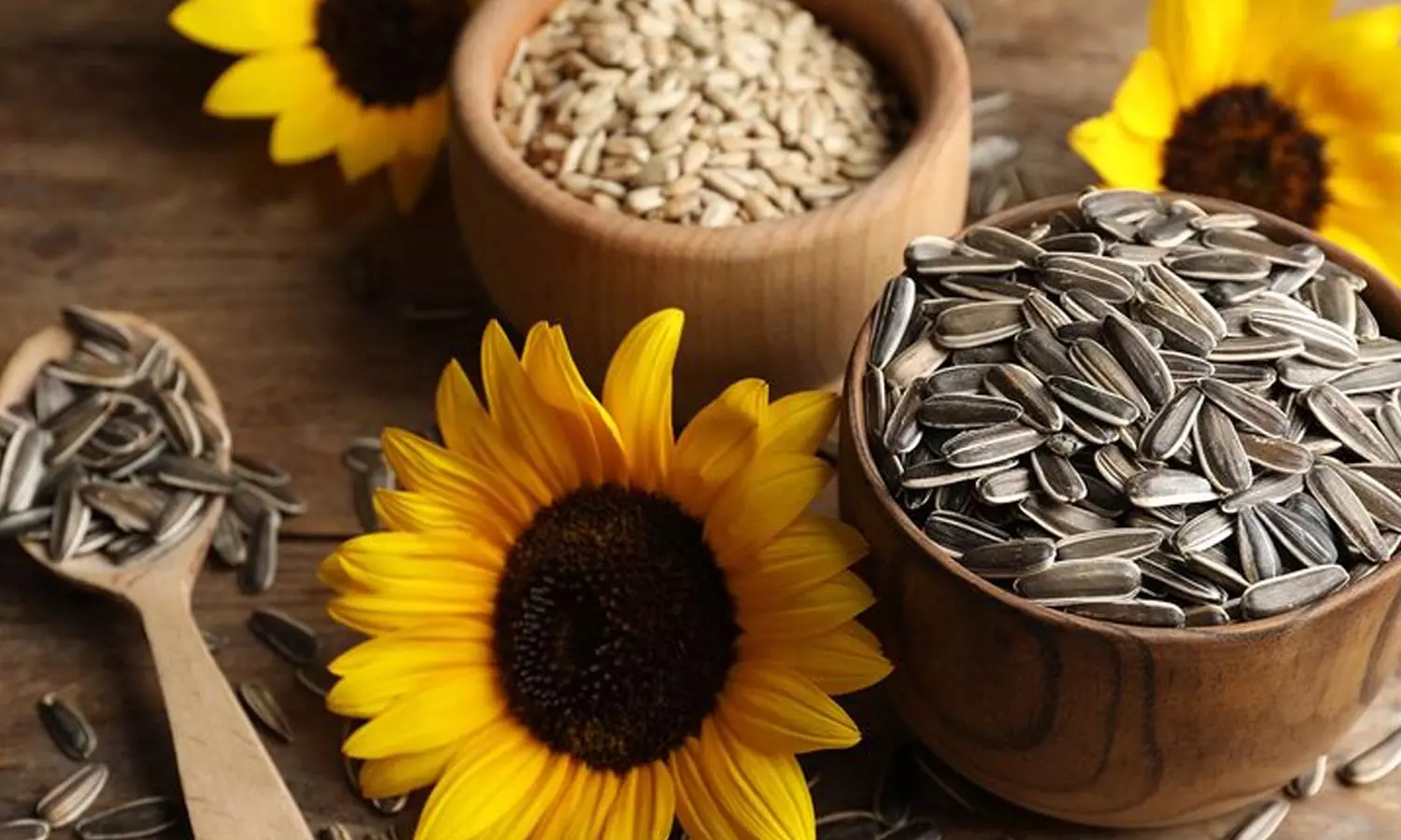 Sunflower Seeds Sunflower Seeds