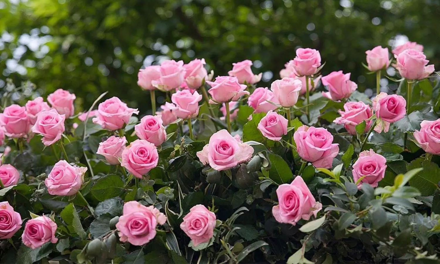 Rose Gardening Tip