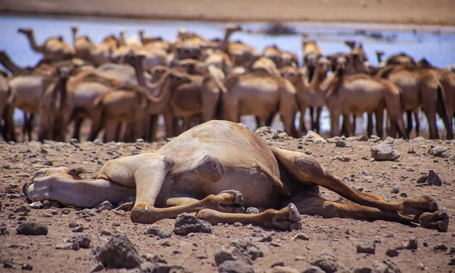 Africa Camels: గ్లోబల్ వార్మింగ్ ఎఫెక్ట్.. ఆఫ్రికా ఒంటెలకు పెరుగుతున్న ముప్పు Africa Camels: గ్లోబల్ వార్మింగ్ ఎఫెక్ట్.. ఆఫ్రికా ఒంటెలకు పెరుగుతున్న ముప్పు
