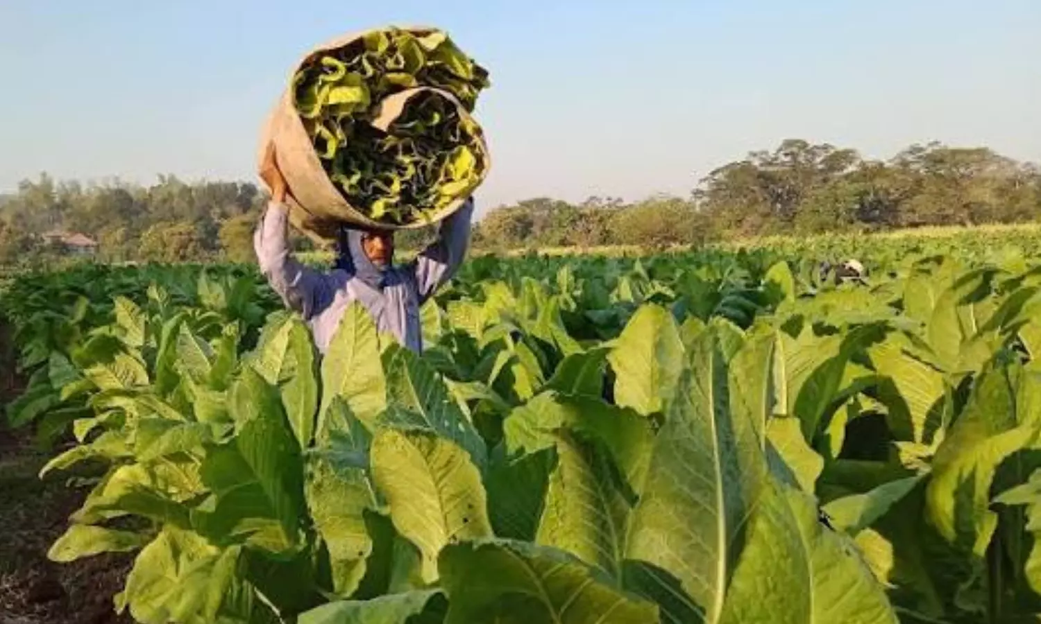 Tobacco Farmers