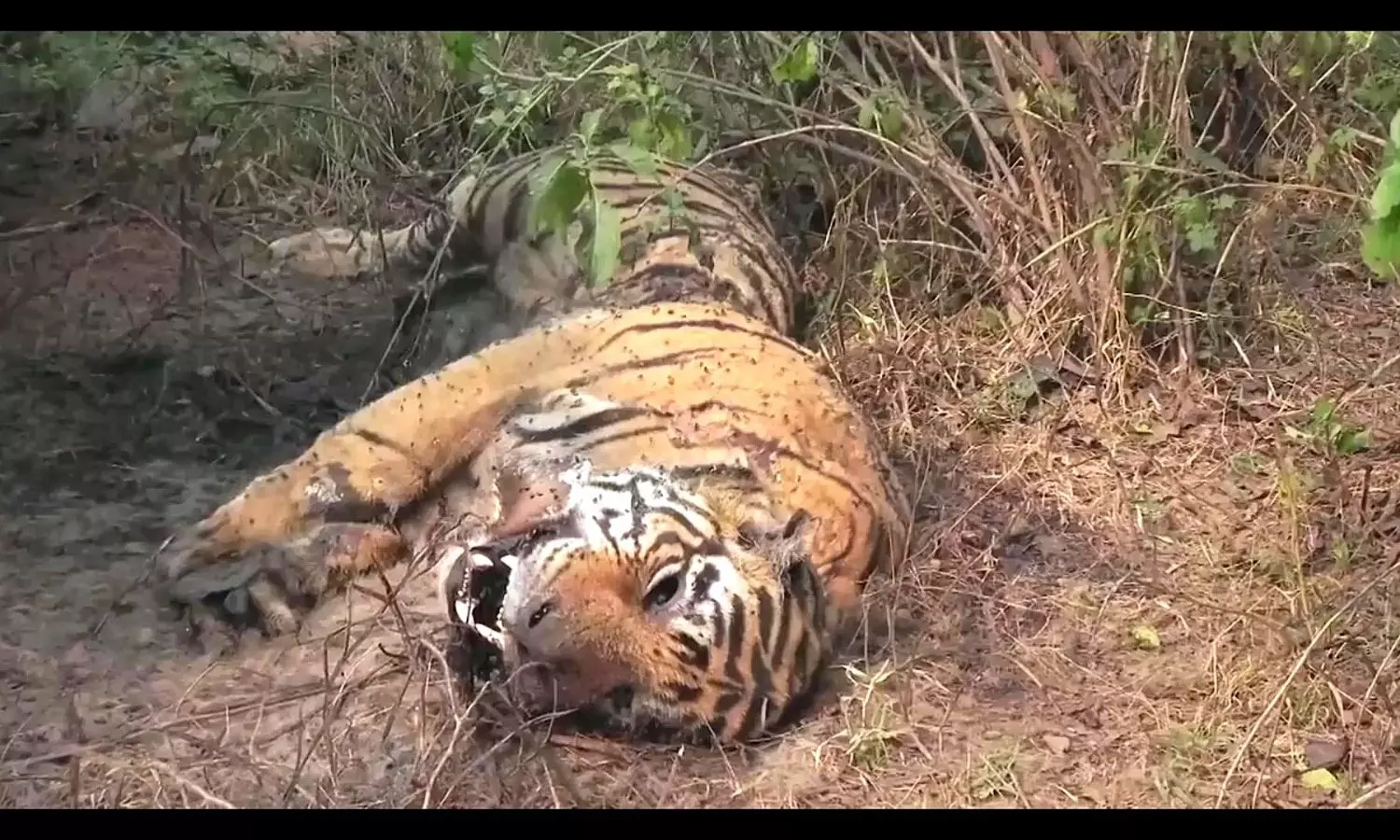 Nallamala Nallamala