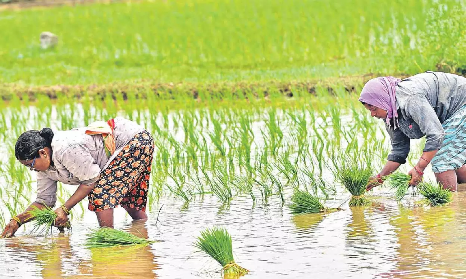 Telangana Farmers