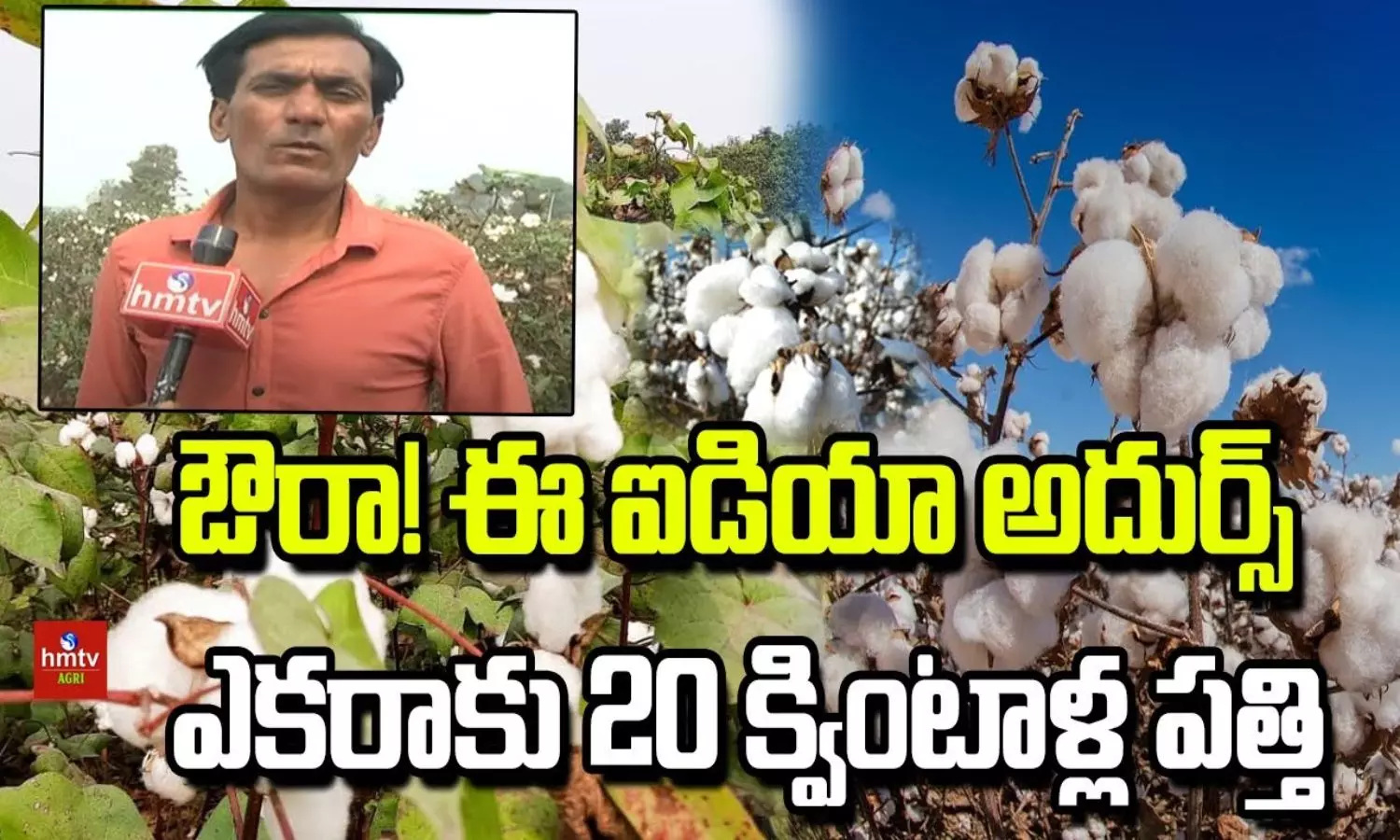 Cotton Farming Cotton Farming