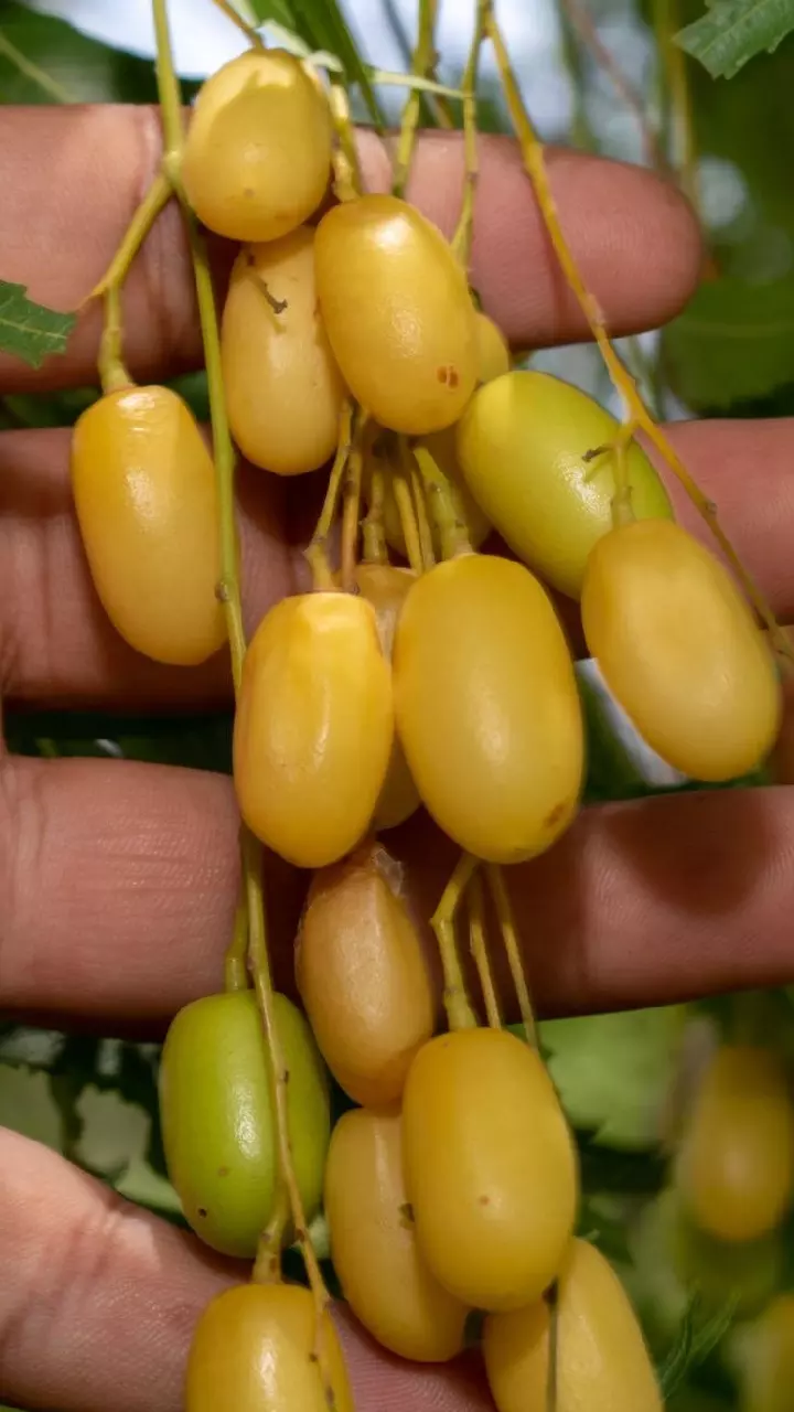 Neem Fruit : వేప పండు ప్రయోజనాలు తెలిస్తే అస్సలు వదలరు Neem Fruit : వేప పండు ప్రయోజనాలు తెలిస్తే అస్సలు వదలరు