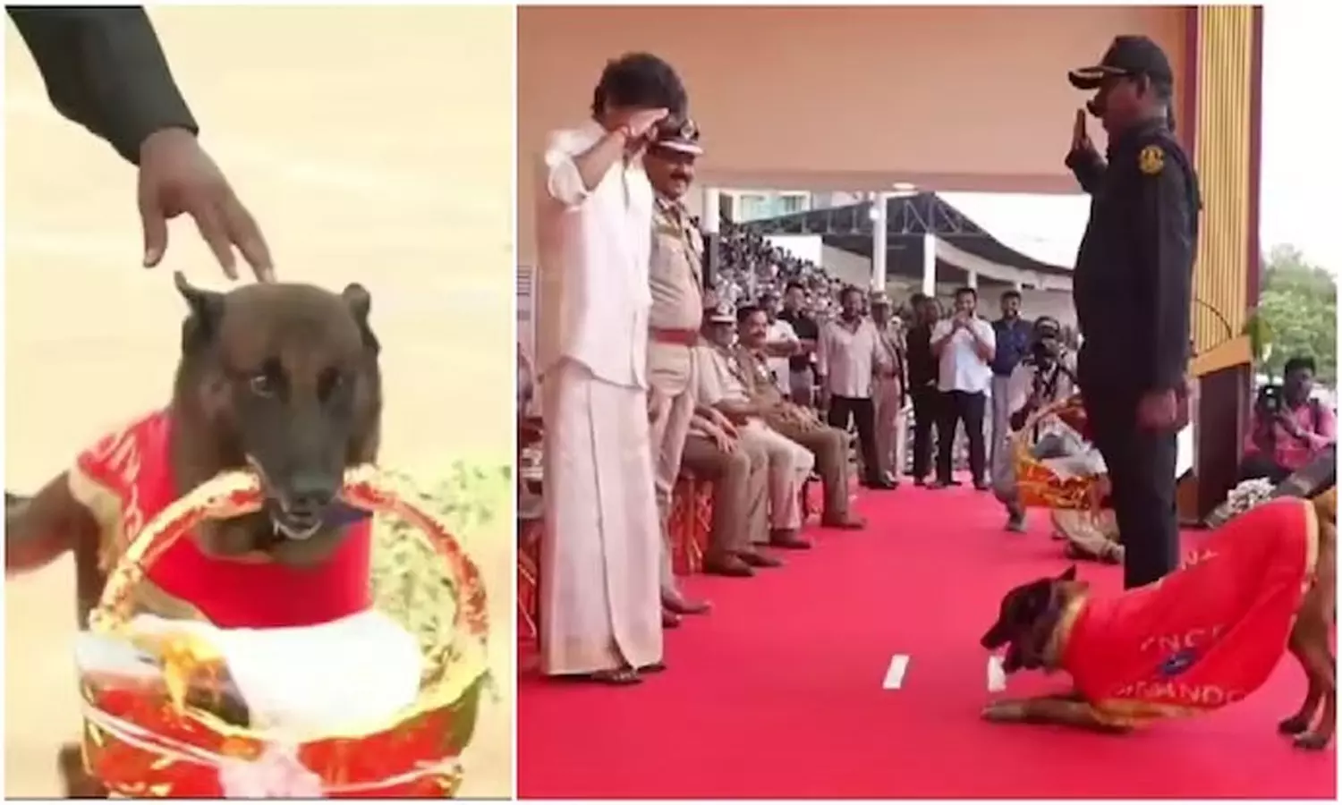 Police Sniffer Dog Police Sniffer Dog