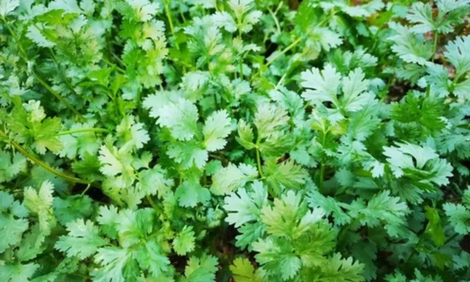 coriander leaves