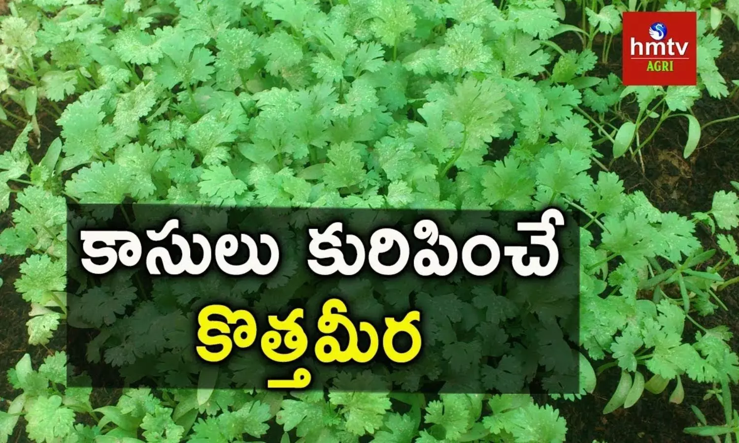 Coriander Cultivation