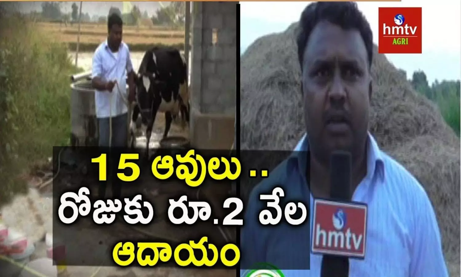 Dairy Farming Success Story