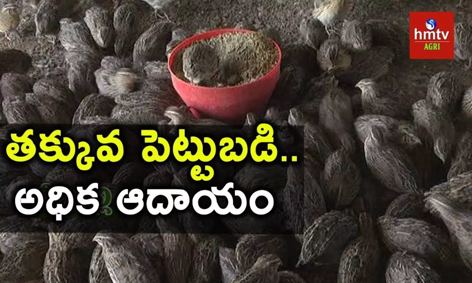 Quail Birds Farming