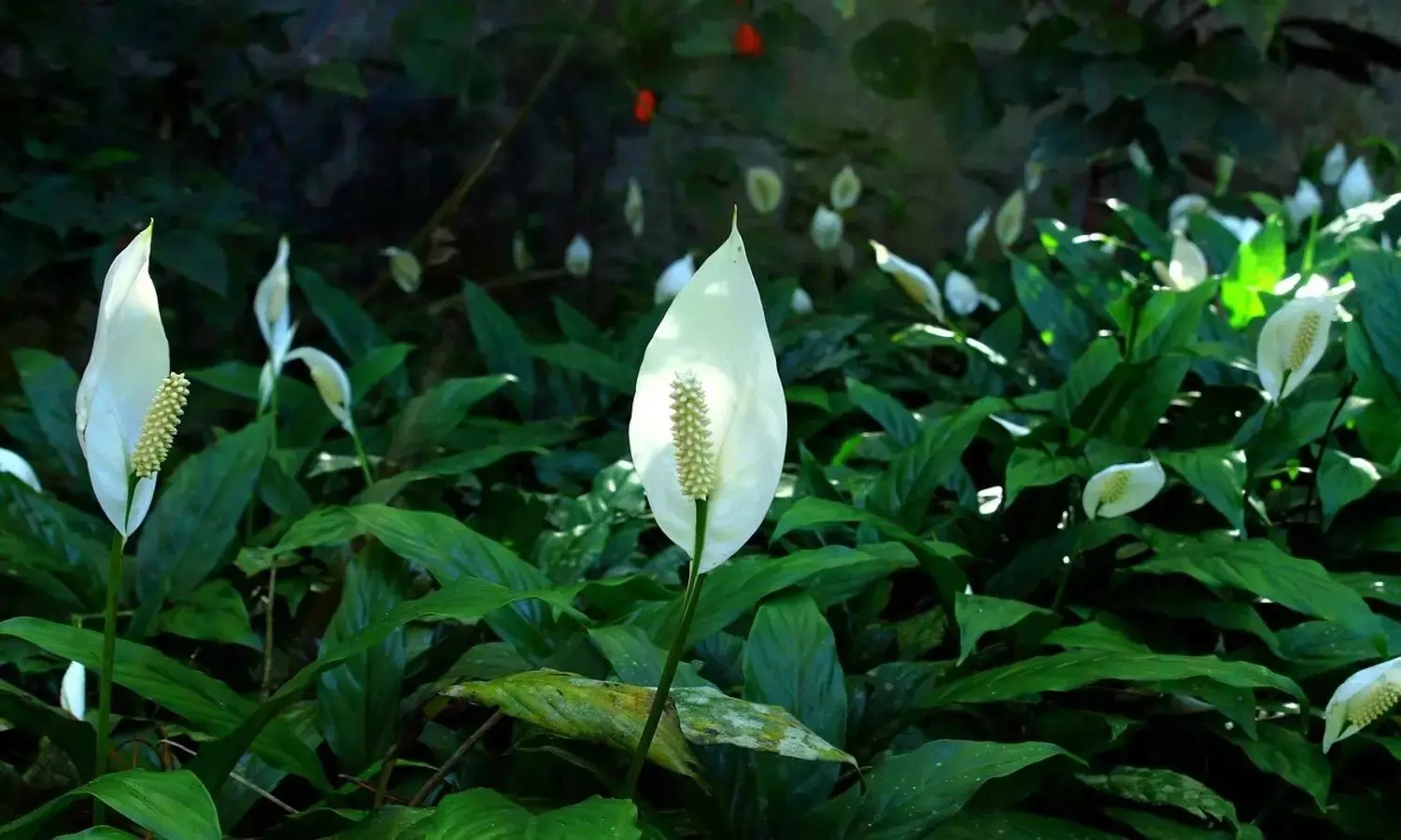 Peace Lily Care Tips Peace Lily Care Tips
