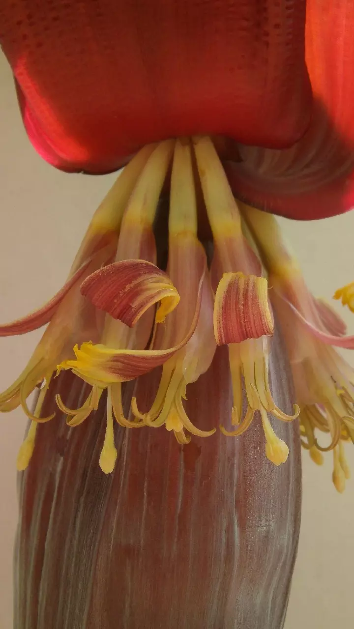 Banana Flower: అరటి పువ్వు అద్భుతాలు.. ఈ 10 లాభాలు తెలిస్తే వదిలిపెట్టరు Banana Flower: అరటి పువ్వు అద్భుతాలు.. ఈ 10 లాభాలు తెలిస్తే వదిలిపెట్టరు