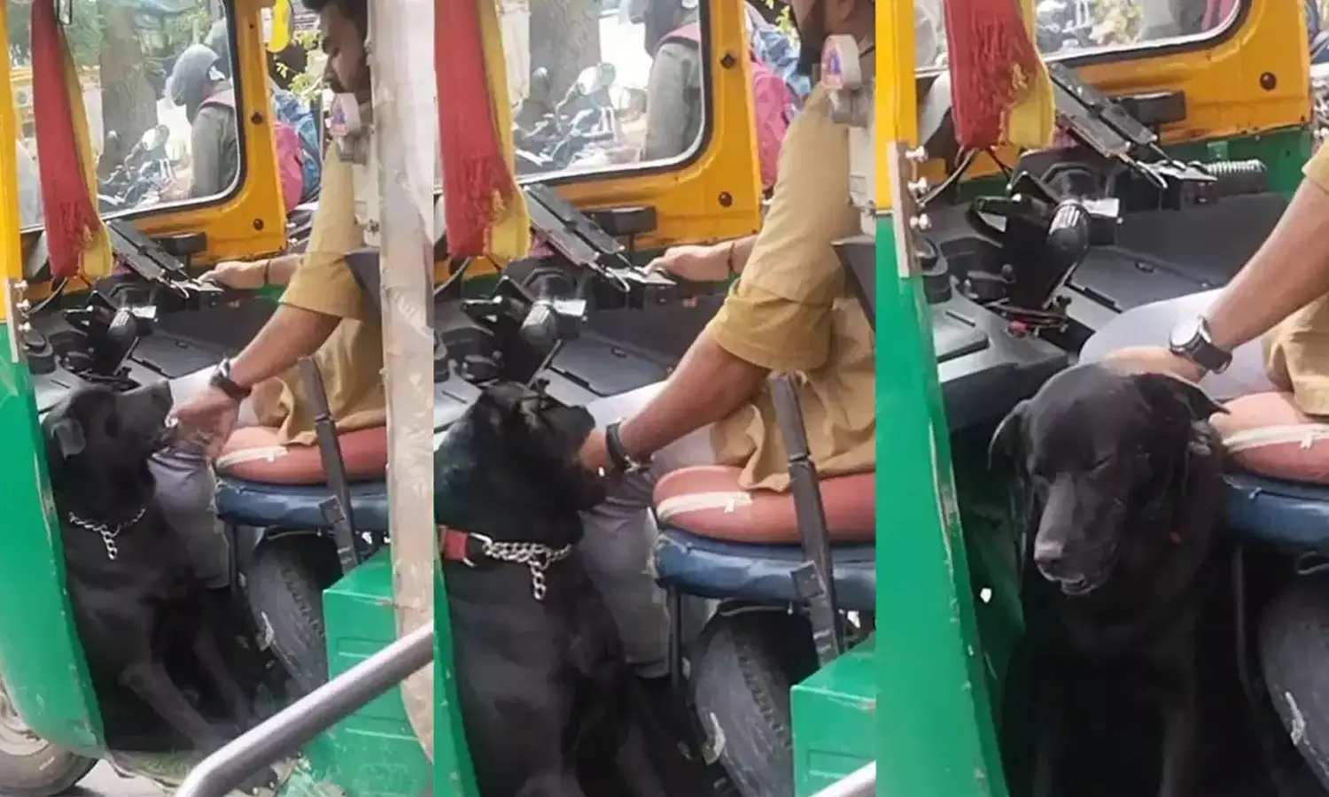 Dog at auto Dog at auto