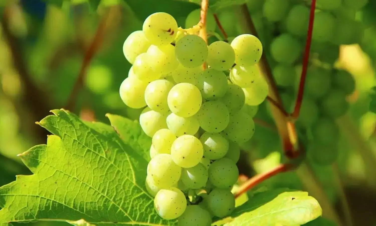 Grapes