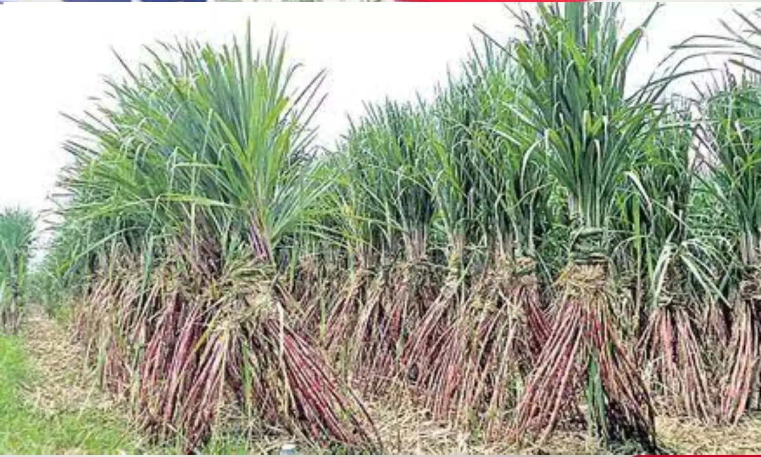 Sugarcane Sugarcane