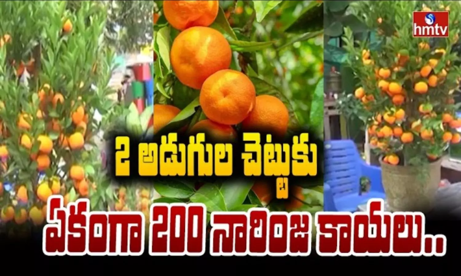 Nellore