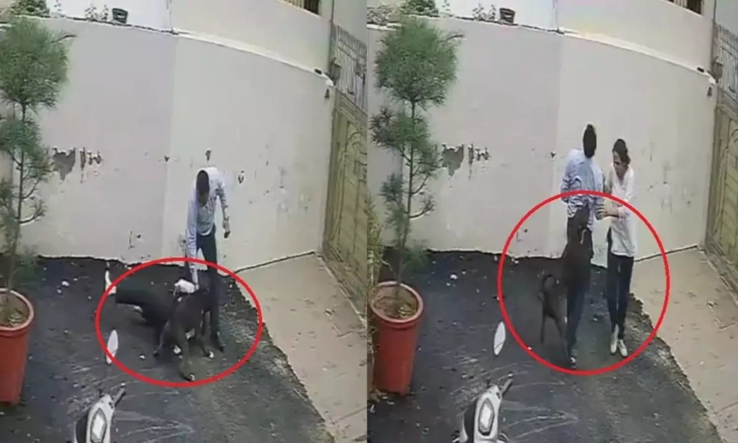 Pitbull Attack in Patiala