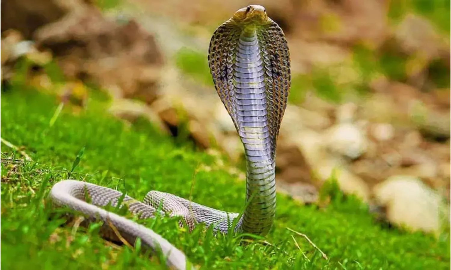 Sravana Masam Snakes