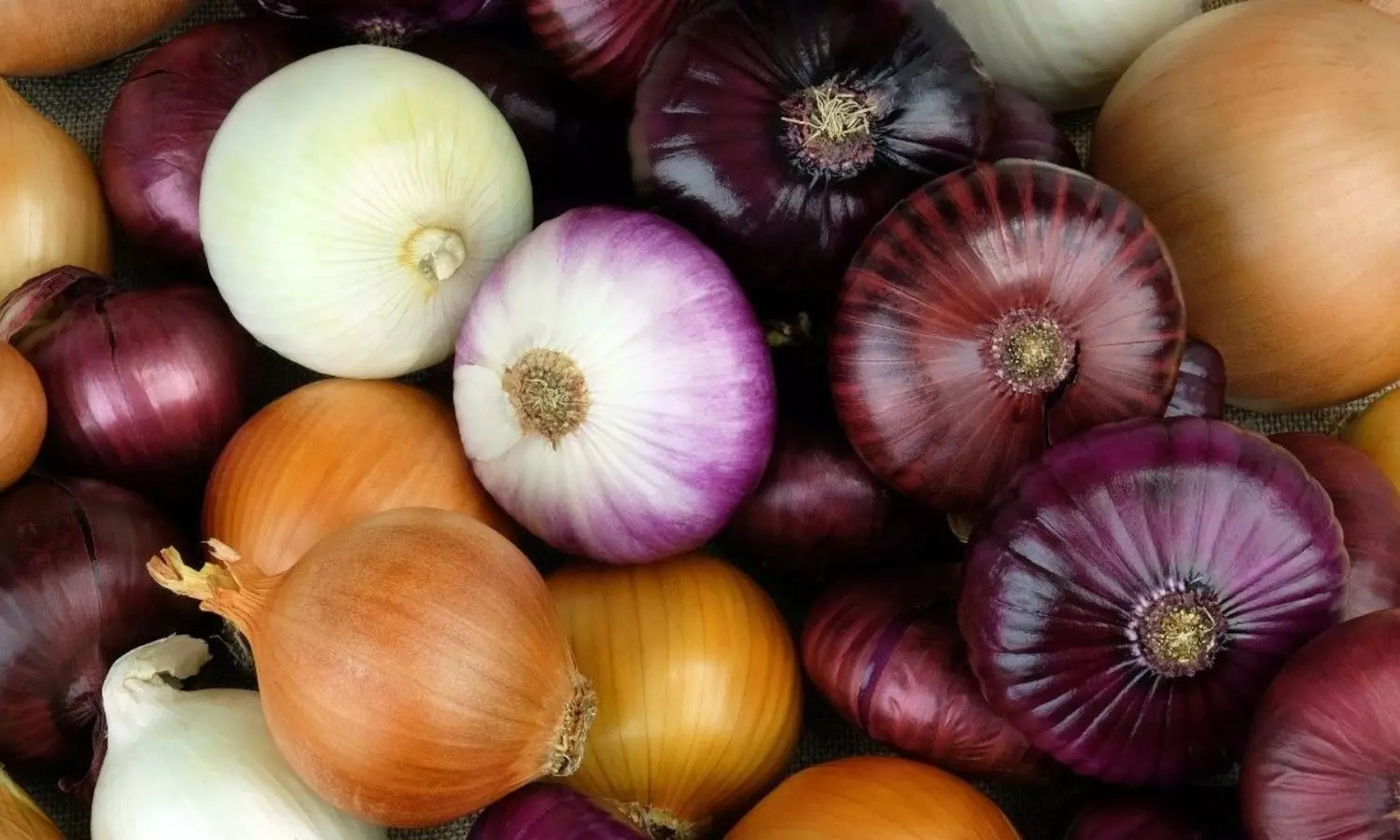 Onion Price Onion Price