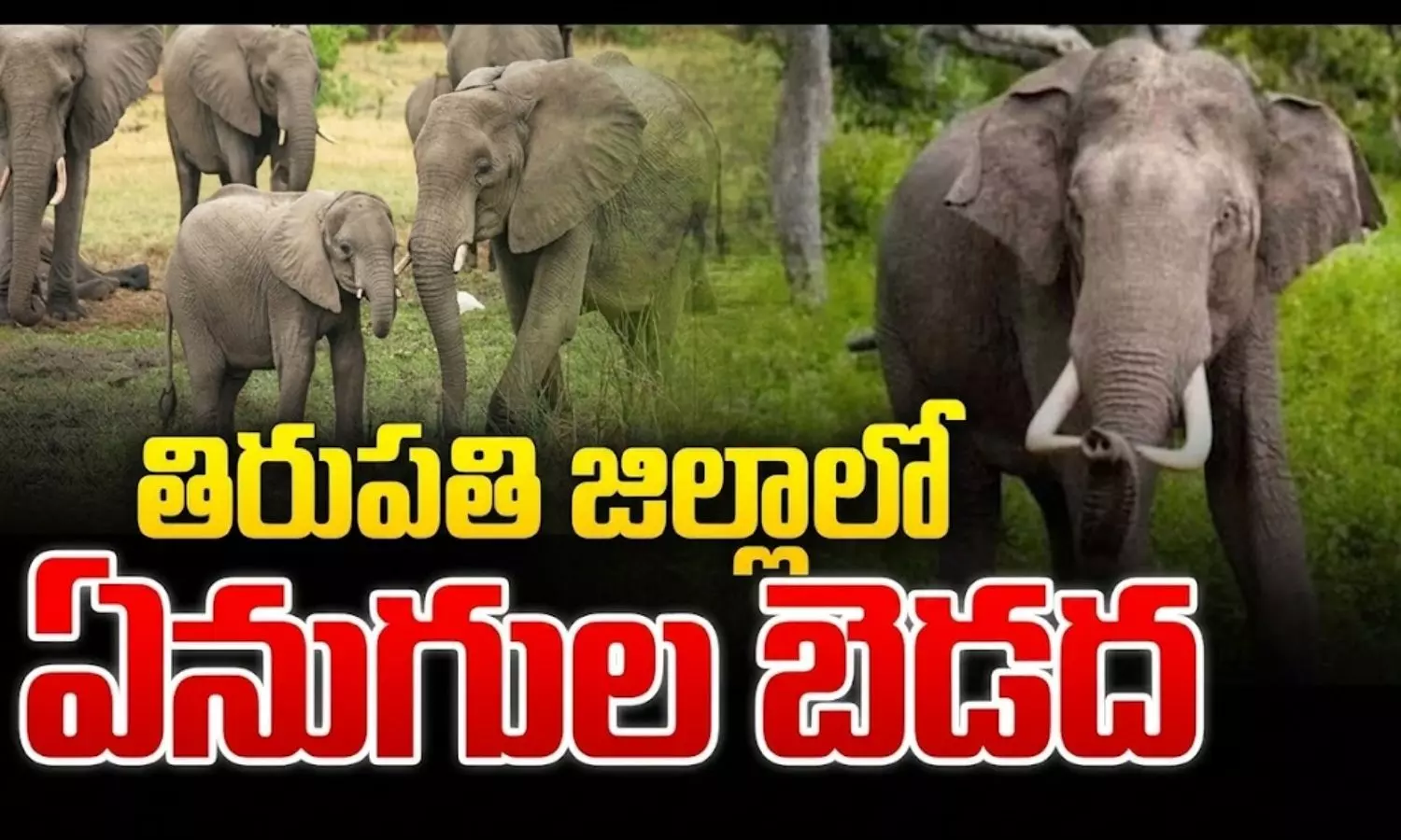 Tirupati