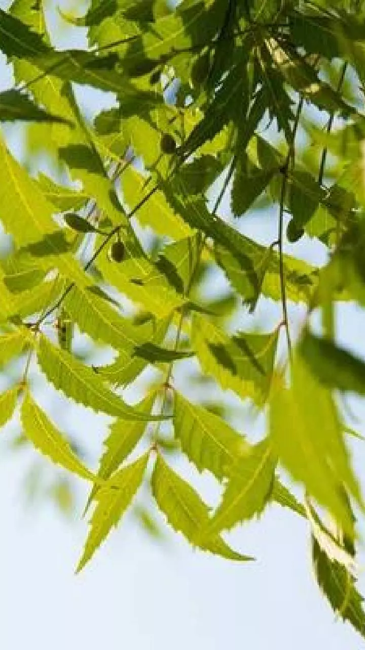 Neem: రోజుకు 4 ఆకులు చాలు.. రూపాయి ఖర్చు లేకుండా షుగర్, స్కిన్ ప్రాబ్లెమ్స్కు చెక్ Neem: రోజుకు 4 ఆకులు చాలు.. రూపాయి ఖర్చు లేకుండా షుగర్, స్కిన్ ప్రాబ్లెమ్స్కు చెక్