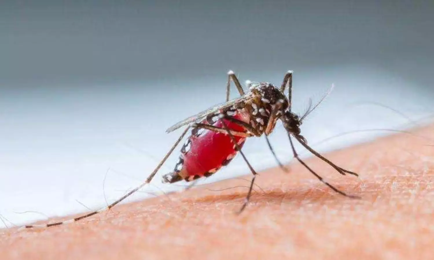 World Mosquito Day 2026: దోమ కాటు నుంచి ప్రాణాంతక వ్యాధుల వరకు.. తప్పక తెలుసుకోవాల్సిన నిజాలు