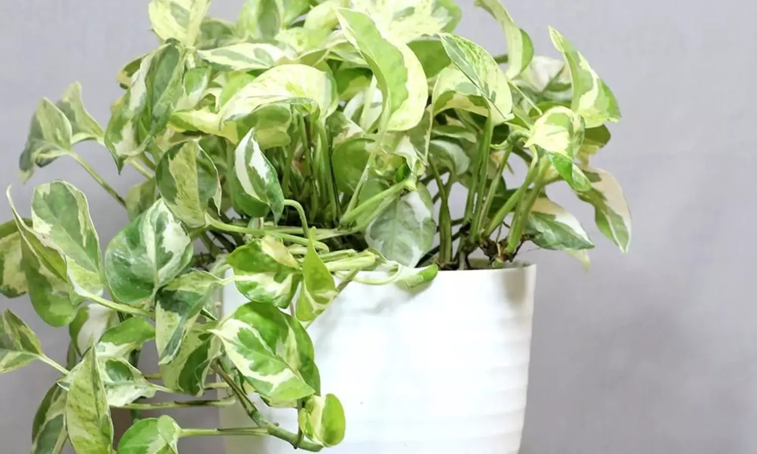 Money Plant Money Plant
