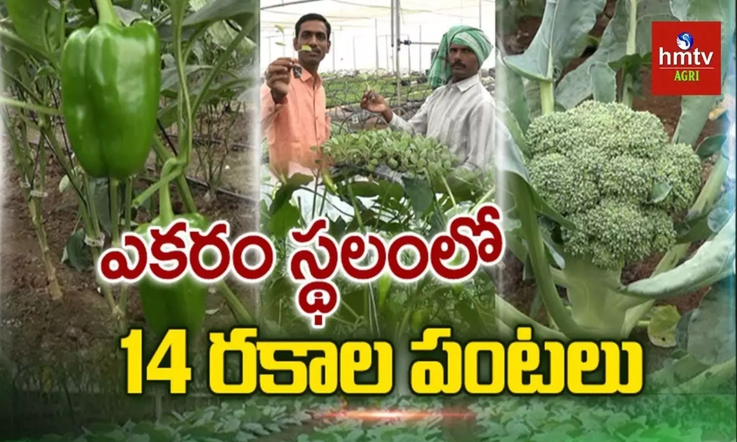 ఎంబీఏ చదివి ఉద్యోగం వదిలారు.. 1 ఎకరంలో 14 రకాల పంటలతో సంచలనం సృష్టిస్తున్నారు!