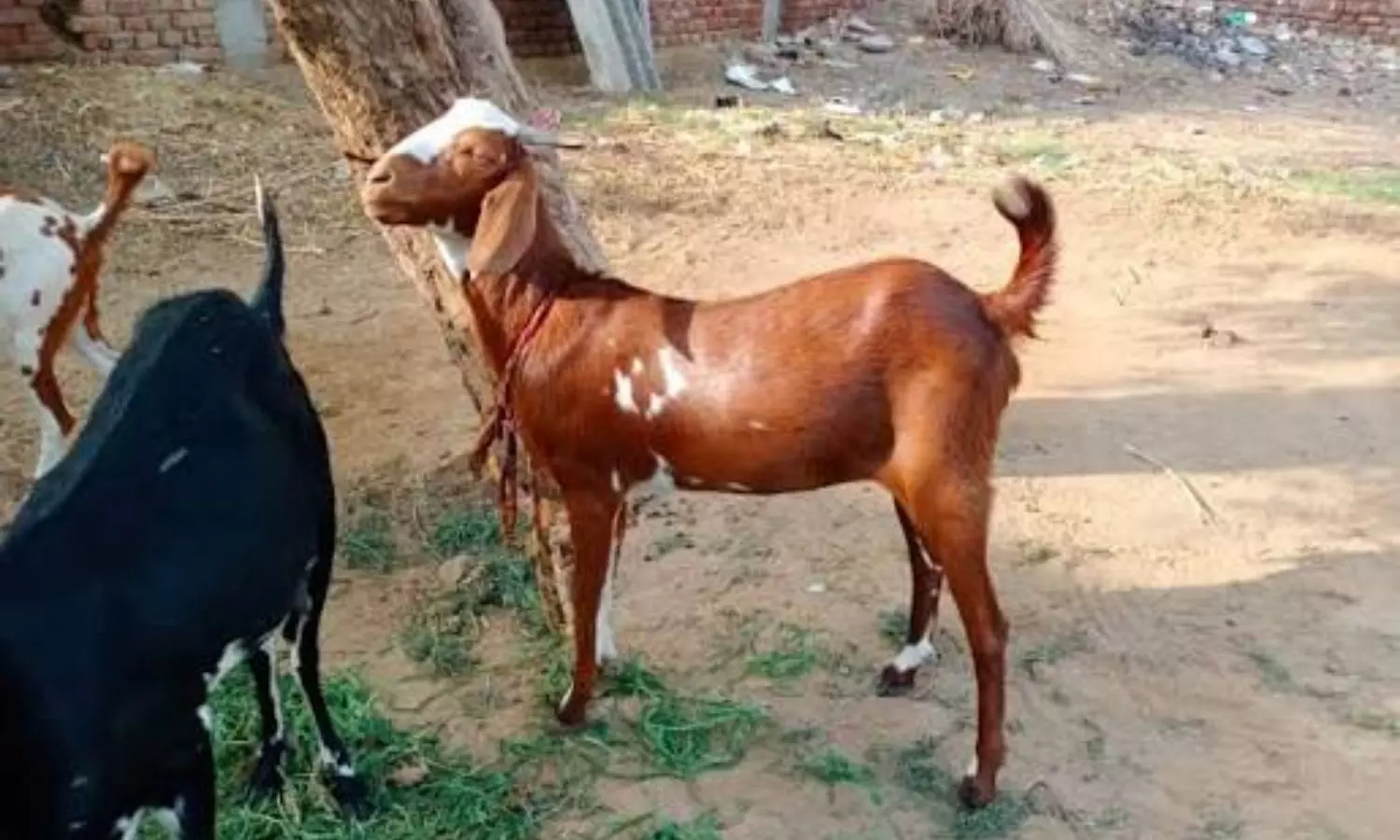 Suryapet