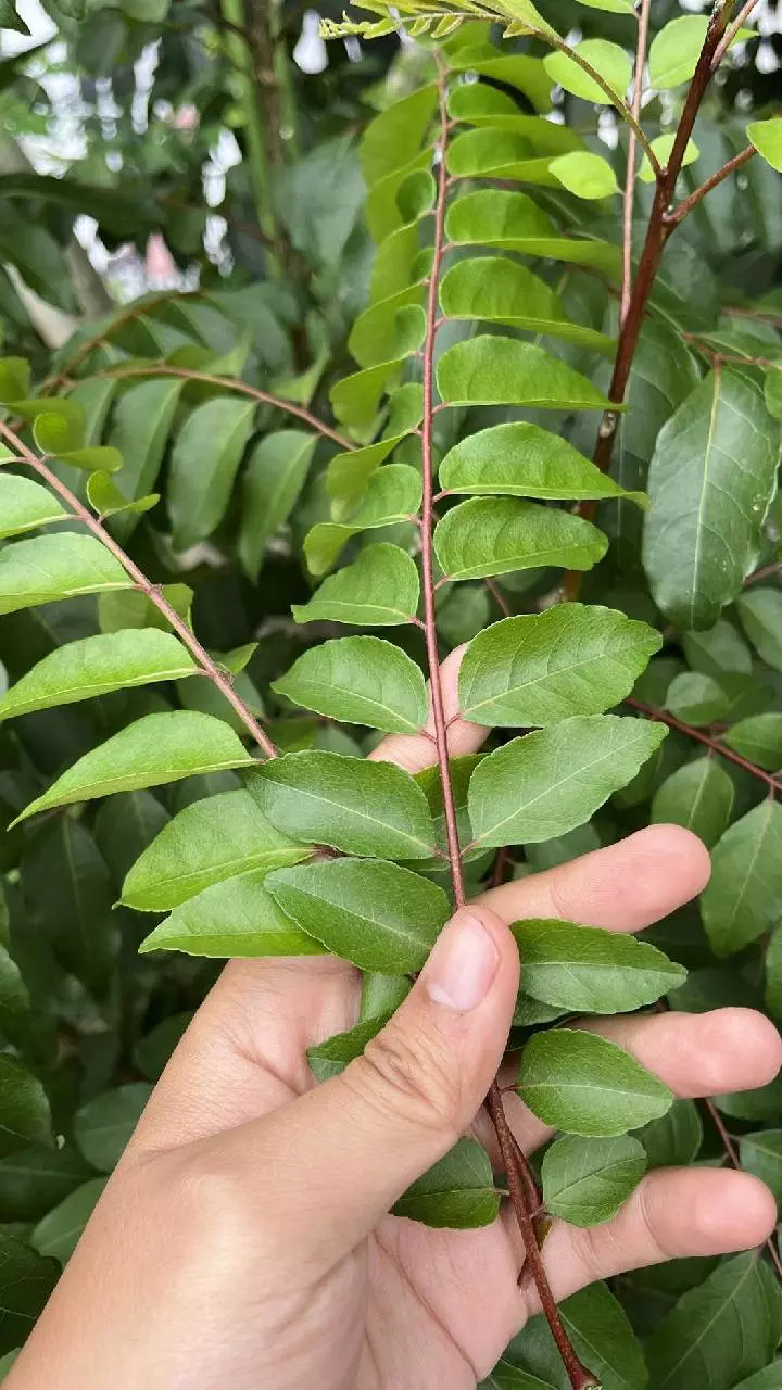 Curry Leaves: ఉదయాన్నే ఖాళీ కడుపుతో కరివేపాకు తింటే ఏమవుతుందో తెలుసా?