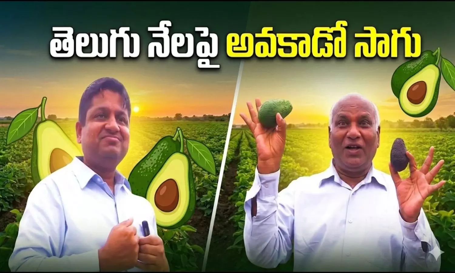 Avocado Cultivation