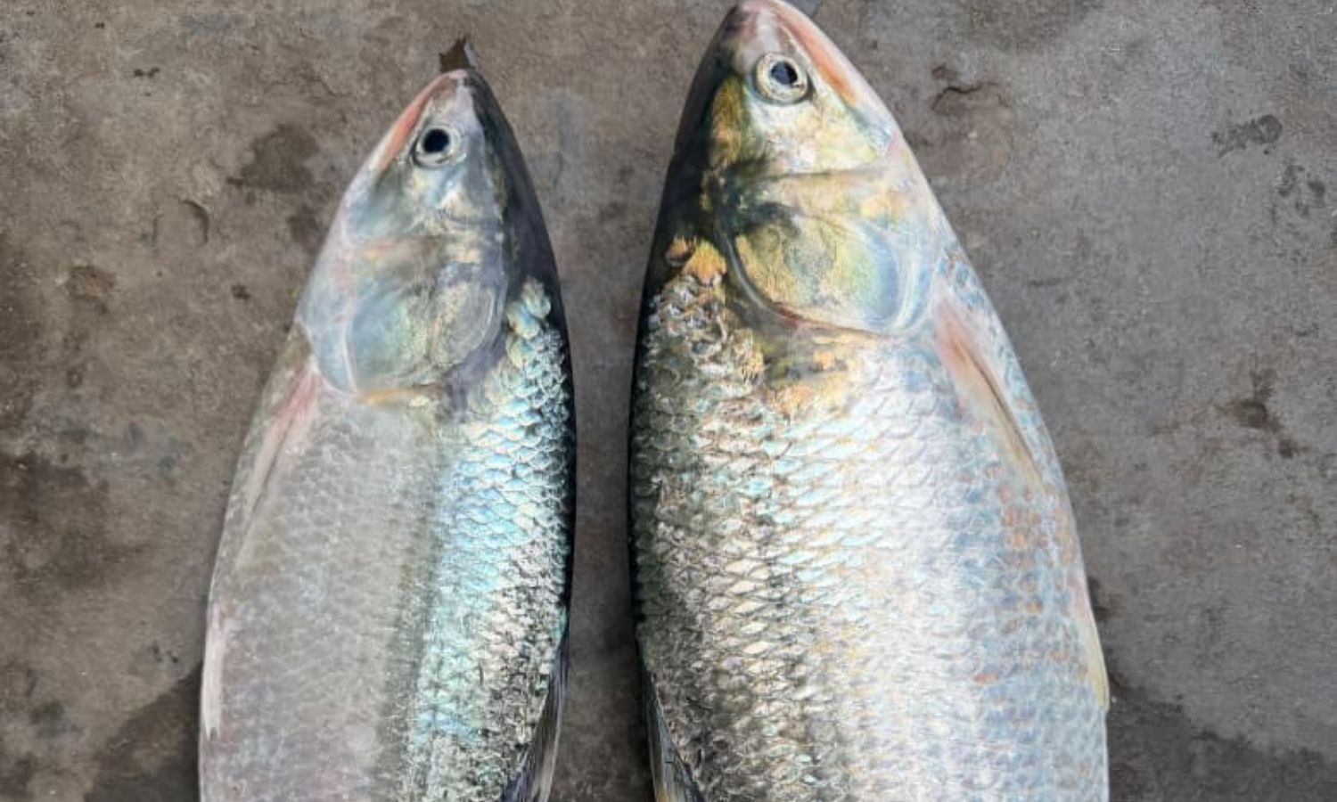 Yanam: యానాంలో పులసల హడావుడి రికార్డు స్థాయిలో ₹24
