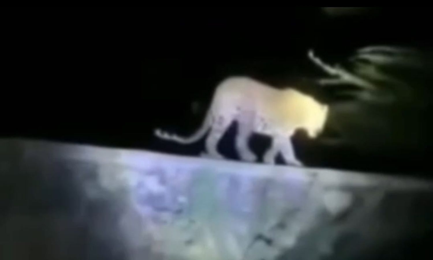 Kamareddy: జుక్కల్ మండలంలో చిరుత సంచారం వాహనదారులు