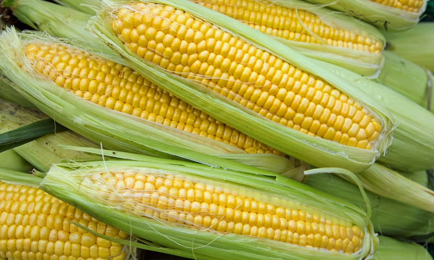 Sweet Corn Benefits: స్వీట్ కార్న్ తింటే ఈ ఆరోగ్య 