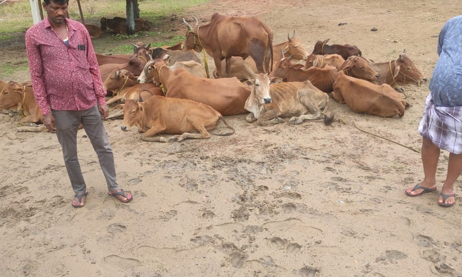 Asifabad: బెజ్జూర్‌లో అక్రమ పశువుల రవాణా భగ్నం ఆరు