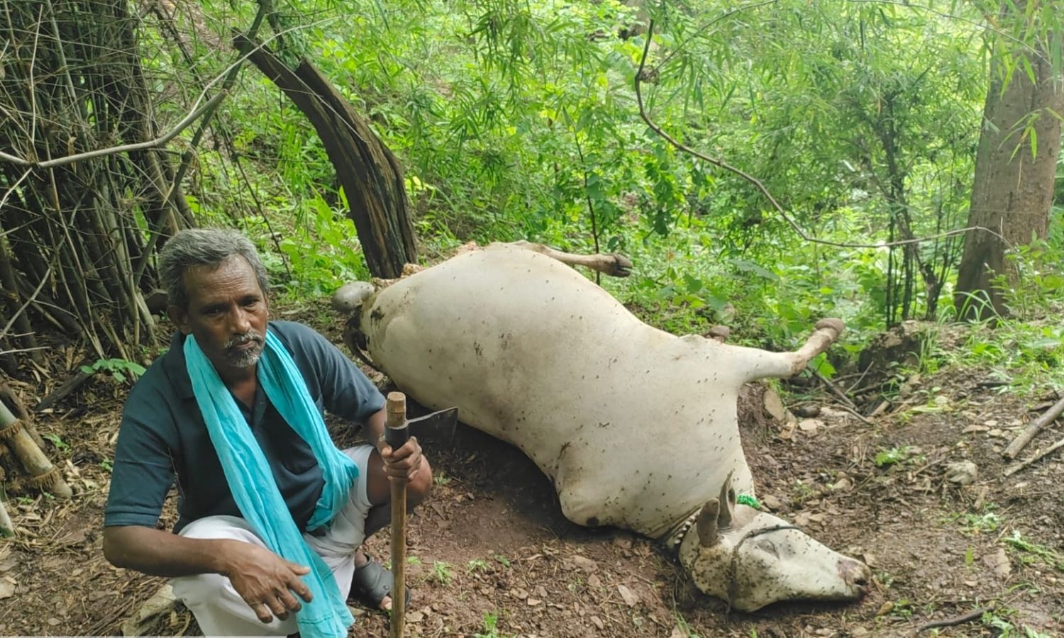 Asifabad: సిర్పూర్ మండలంలో పెద్దపులి కలకలం ఎద్దుపై