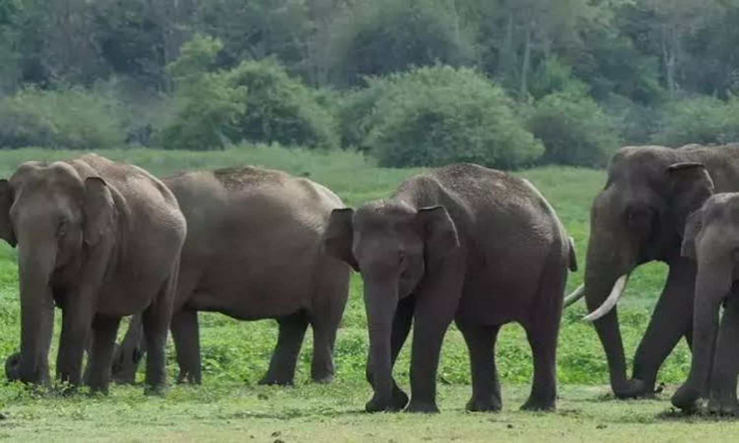 Tirupati: శేషాచలం అడవుల్లో రెండుగా విడిపోయిన ఏనుగు