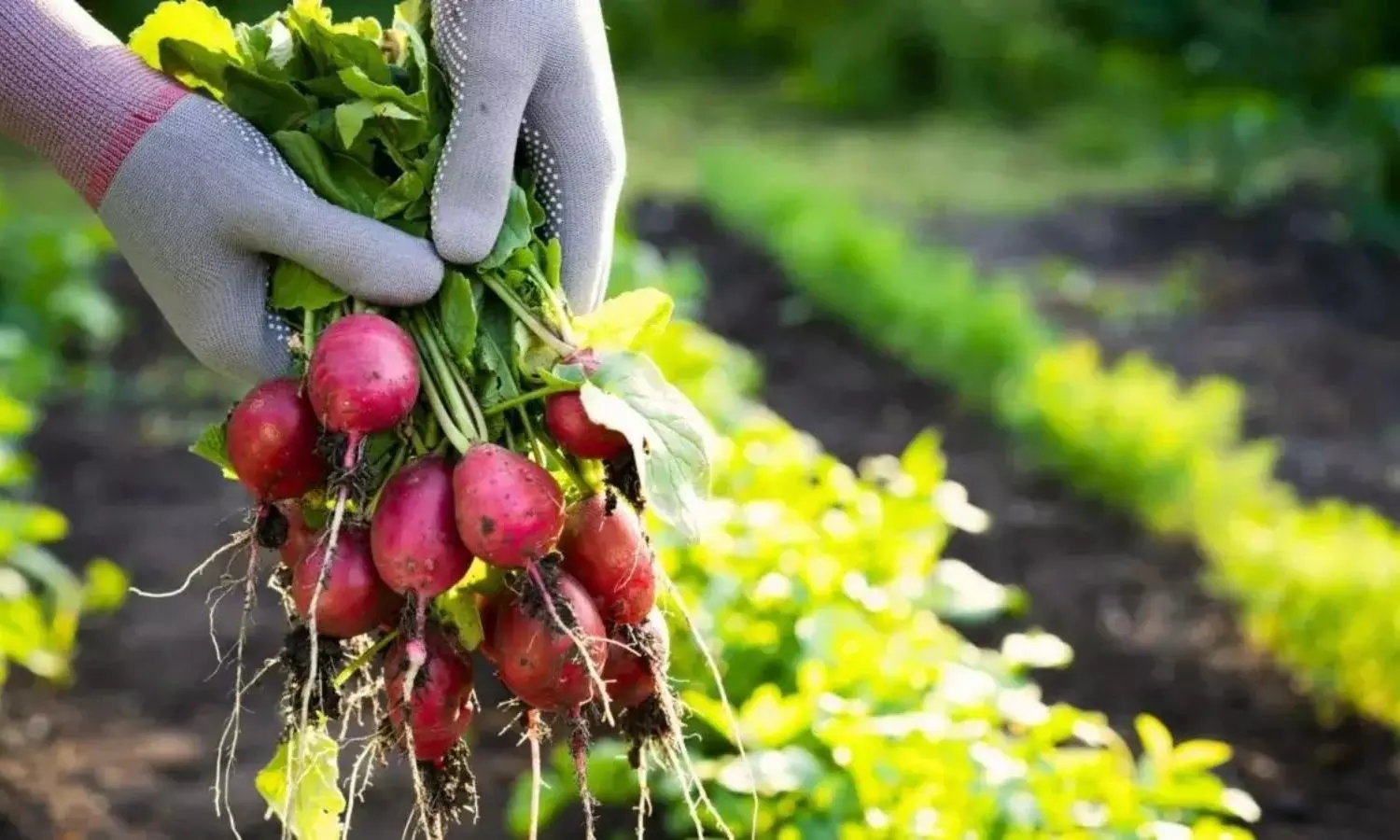 Agriculture News