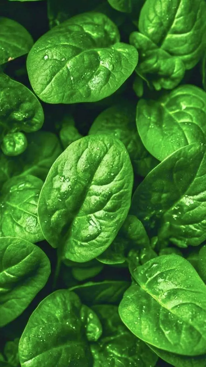 Spinach: పాలకూరతో ఈ ఆహారాలు కలిపి తింటున్నారా?.. జాగ్రత్త