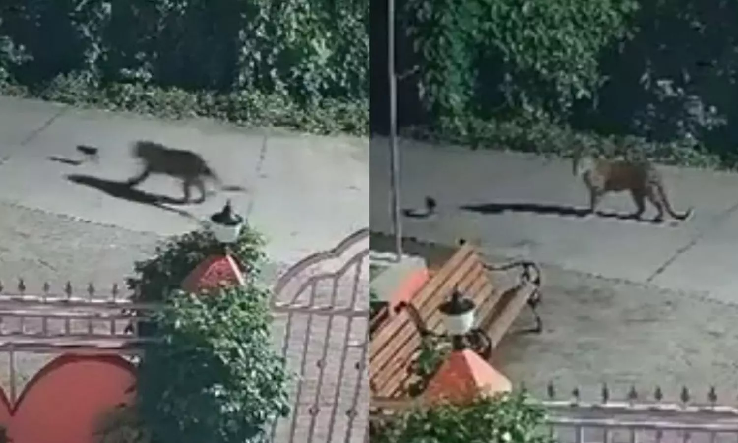Viral Video