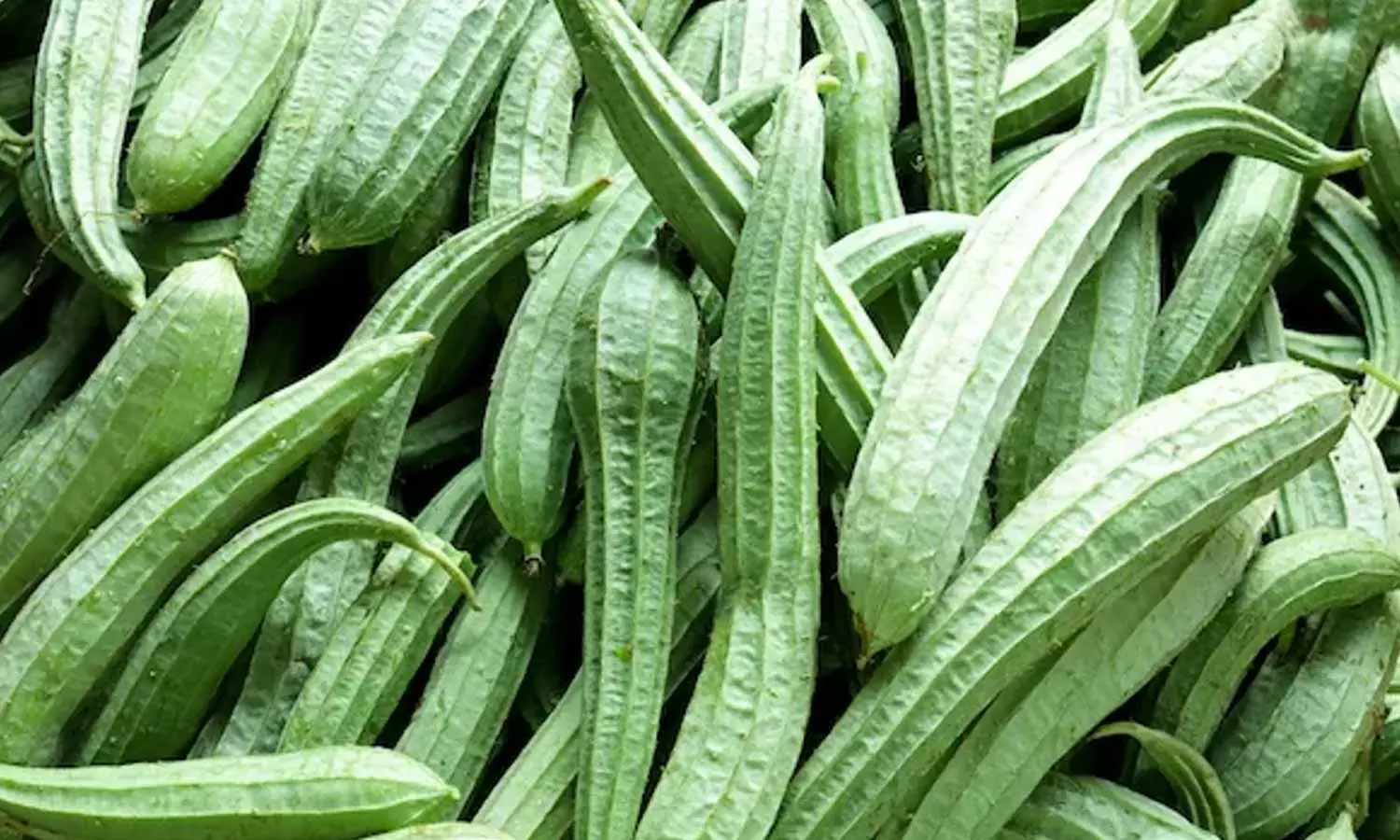 Ridge Gourd Health Benefits