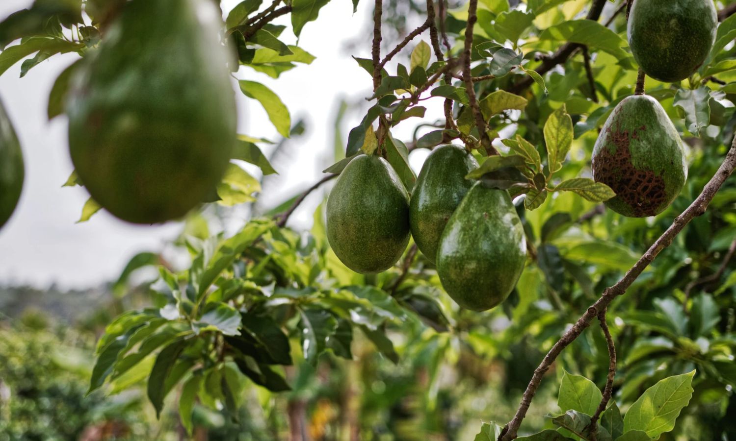 Avocado City: అవకాడో సాగులో ఈ గ్రామం స్పెషల్.. ‘అవకాడో సిటీ'గా గుర్తింపు