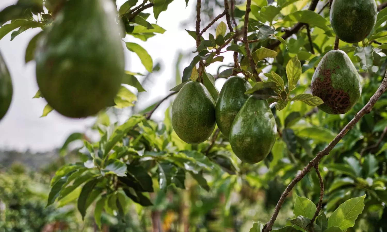 Avocado City