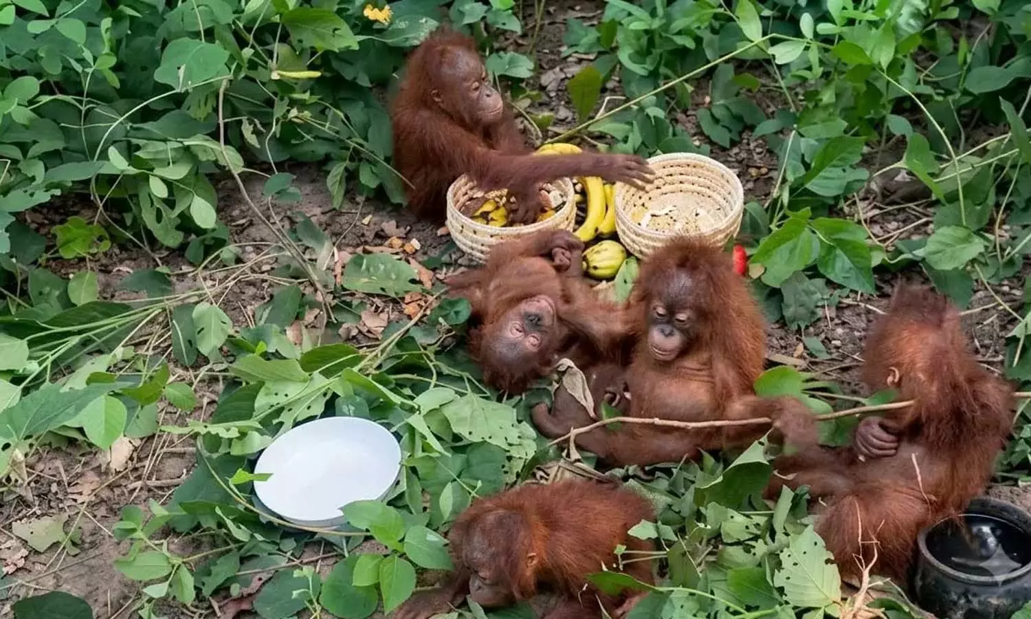 Rare Monkeys
