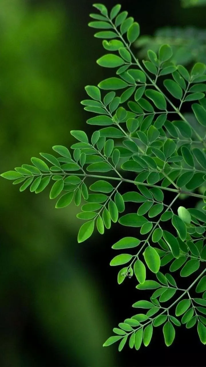 Moringa Leaves: మధుమేహం, రక్తహీనతను తరిమికొట్టే పవర్ ఫుల్ నేచురల్ ఆకు.. మీ ఇంట్లో ఉందా?