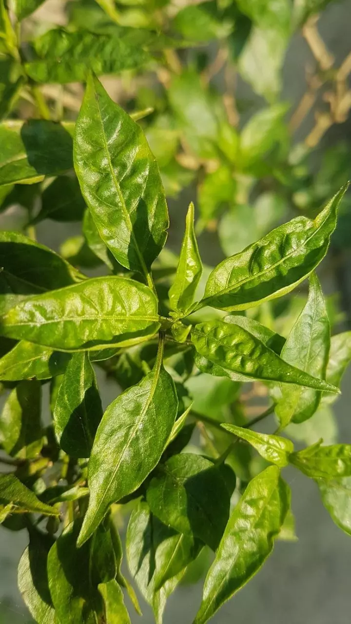 Chilli Leaves: మిర్చి ఆకులను పారేస్తున్నారా? వీటి అద్భుత ఆరోగ్య ప్రయోజనాలు ఇవే