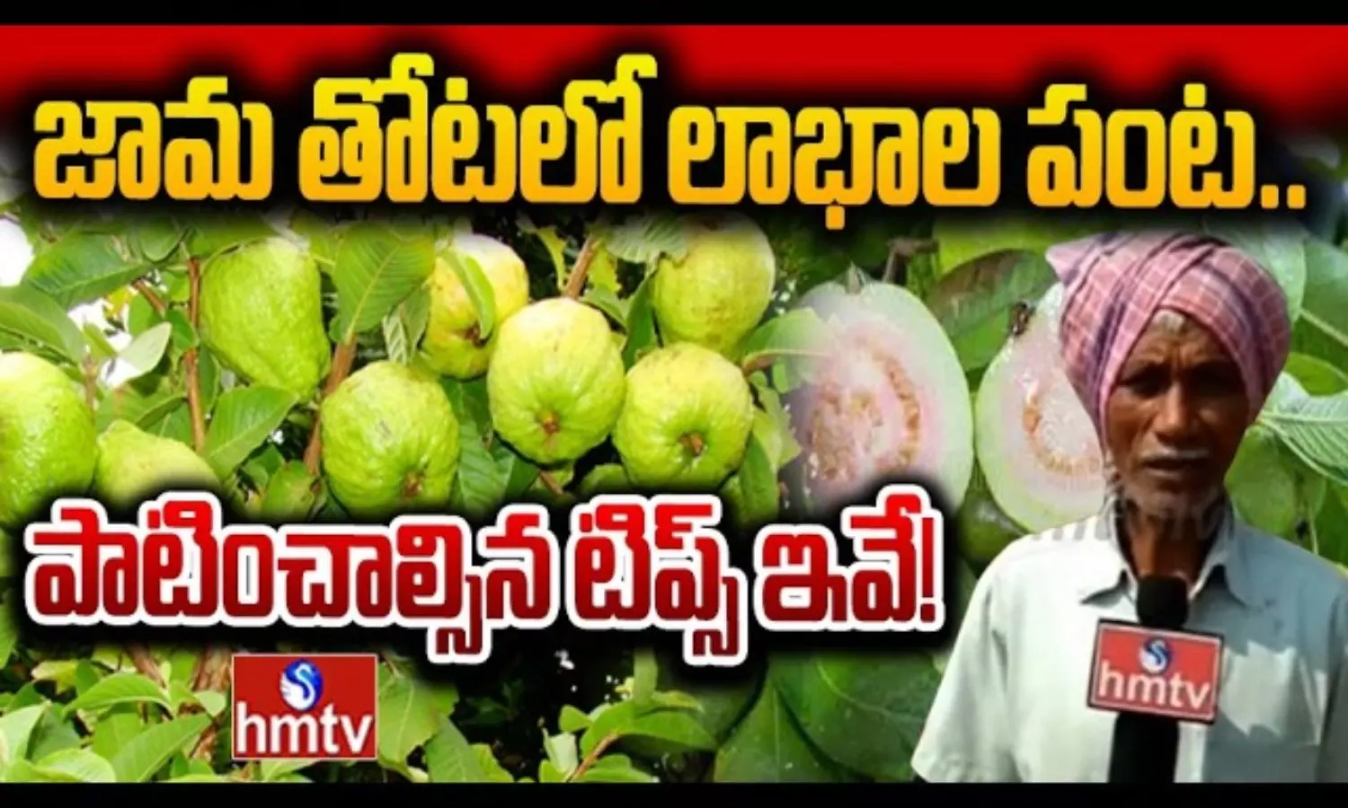 కరువు సీమలో బంగారు పంట.. తైవాన్ జామతో లాభాలు గడిస్తున్న రైతు!