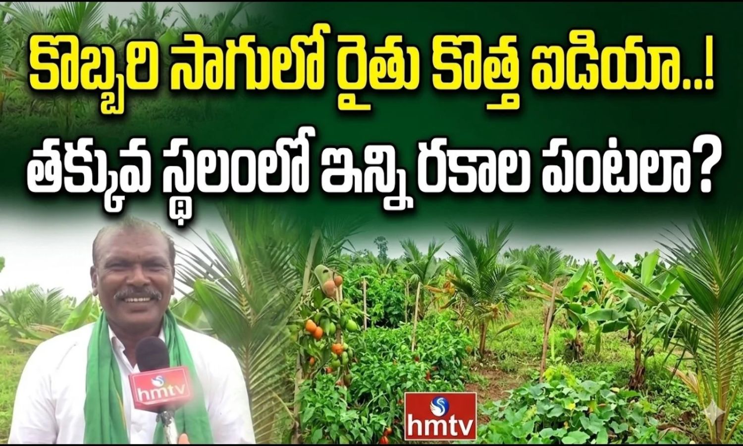 కొబ్బరి సాగులో రైతు కొత్త ప్రయోగం.. తక్కువ స్థలంలో