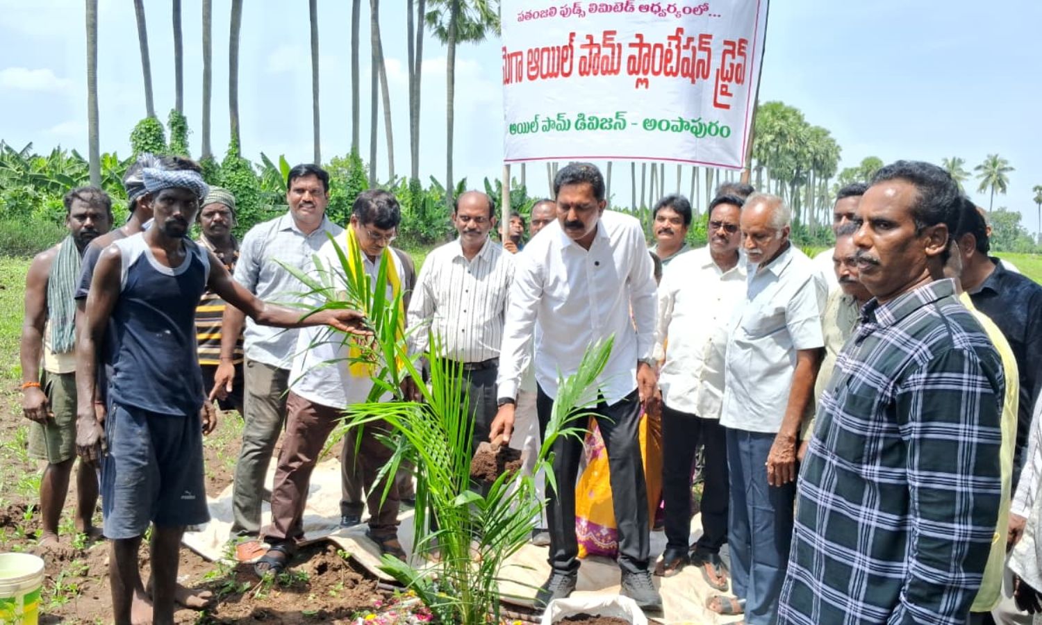 Penamaluru: వాతావరణ నష్టాల నుంచి గట్టెక్కాలంటే పామ