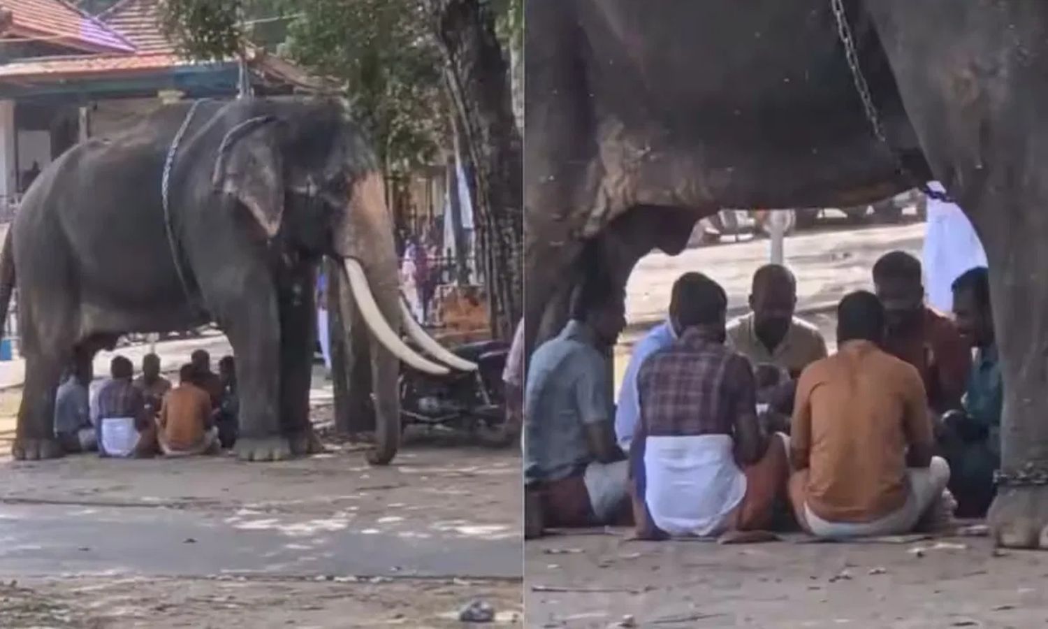 Elephant card game: అరేయ్ ఏంట్రా ఇది ..ఏనుగు కింద 
